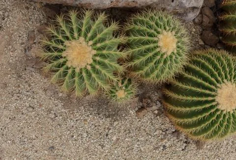 Cactus in the garden Stock Photos