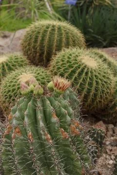 Cactus in the garden Stock Photos