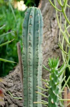 Cactus in the garden Stock Photos