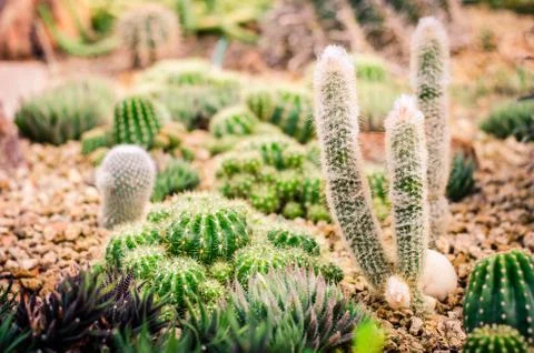 Cactus  in Garden Stock Photos