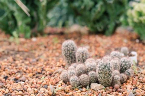 Cactus  in  Garden Stock Photos