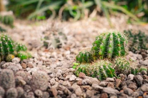 Cactus  in  Garden Stock Photos