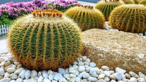 Cactus in garden. Stock Photos