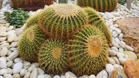 Cactus in garden. Foto stock