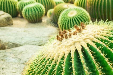 Cactus in the garden. Stock Photos