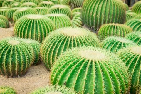 Cactus in the garden. Stock Photos