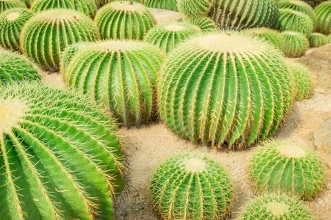 Cactus in the garden. Stock Photos