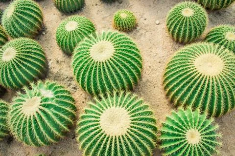 Cactus in the garden. Stock Photos