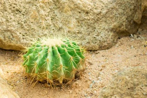 Cactus in the garden. Foto stock