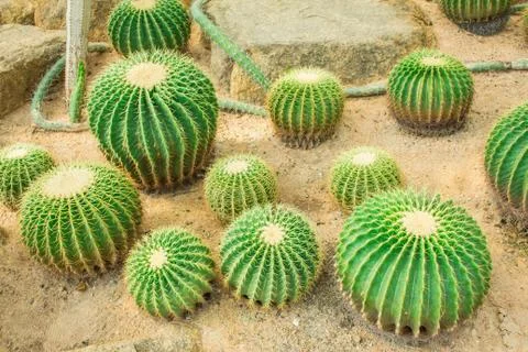 Cactus in the garden. Stock Photos