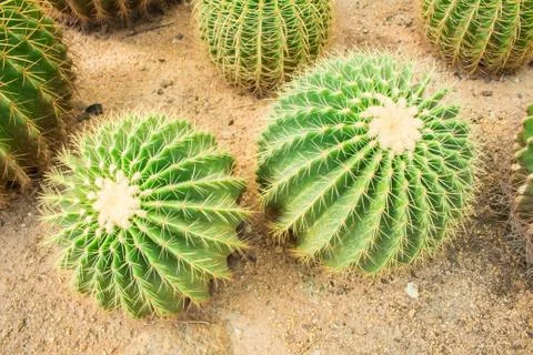 Cactus in the garden. Stock Photos