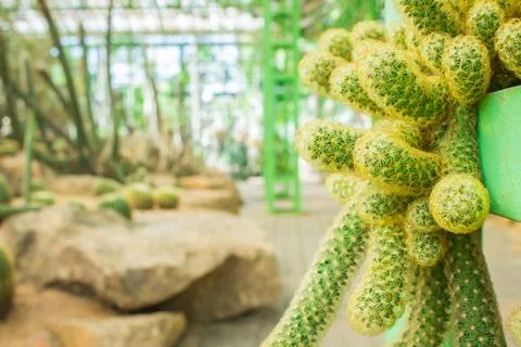 Cactus in the garden. Stock Photos