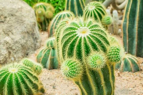 Cactus in the garden. Stock Photos