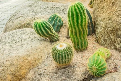 Cactus in the garden. Stock Photos