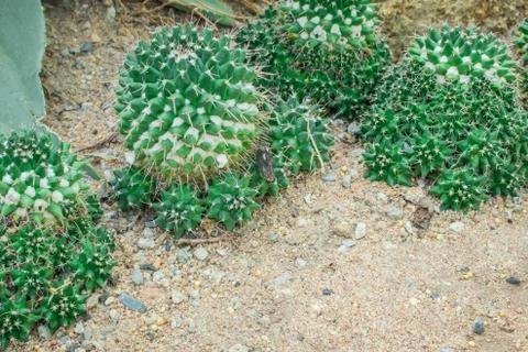 Cactus in the garden. Stock Photos