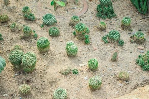 Cactus in the garden. Stock Photos