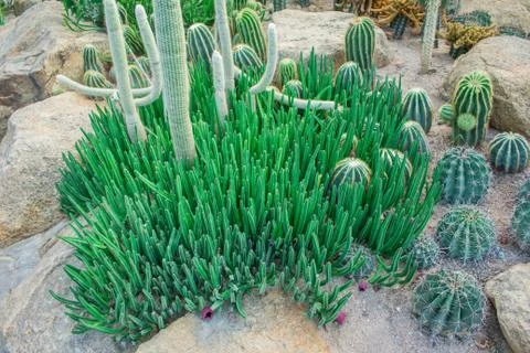 Cactus in the garden. Stock Photos