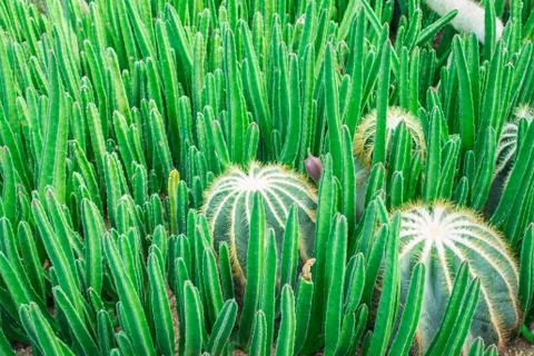 Cactus in the garden. Stock Photos