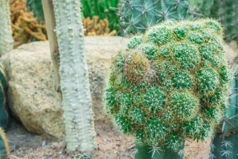Cactus in the garden. Stock Photos