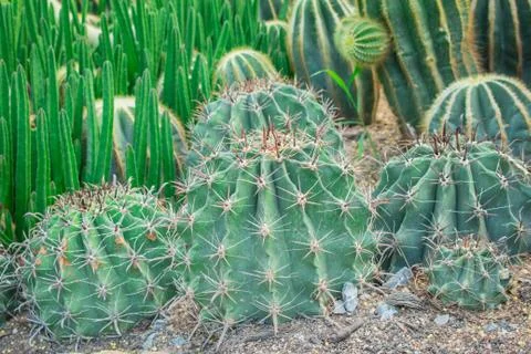 Cactus in the garden. Stock Photos