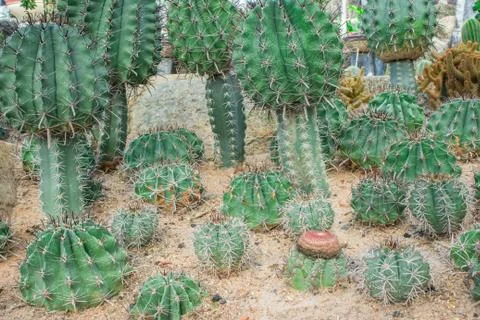 Cactus in the garden. Stock Photos
