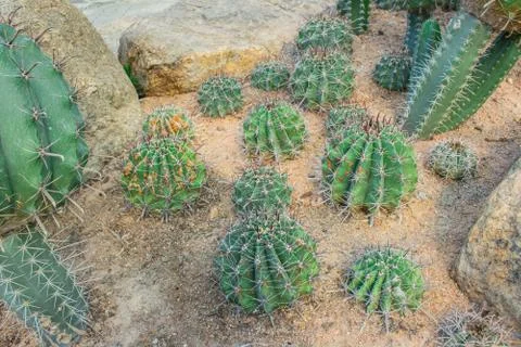 Cactus in the garden. Stock Photos