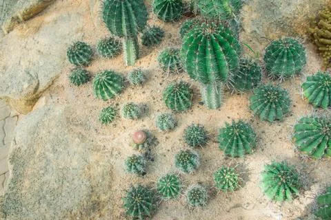 Cactus in the garden. Stock Photos
