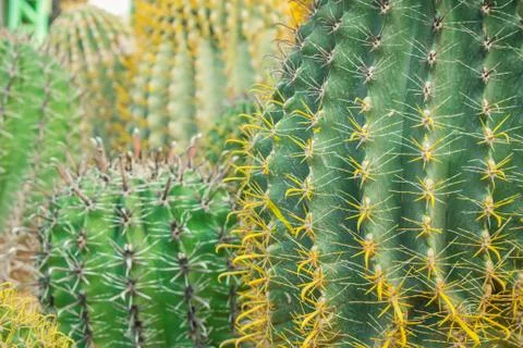 Cactus in the garden. Stock Photos