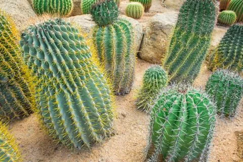 Cactus in the garden. Stock Photos