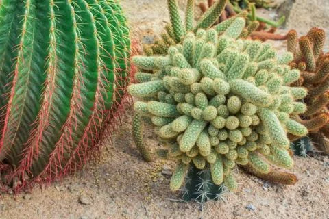 Cactus in the garden. Stock Photos