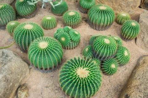 Cactus in the garden. Foto stock