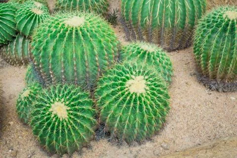 Cactus in the garden. Stock Photos