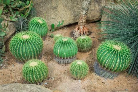 Cactus in the garden. Stock Photos