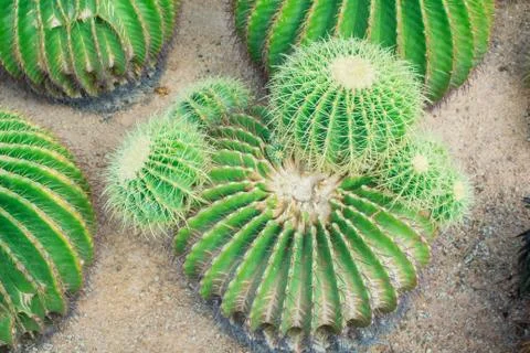 Cactus in the garden. Stock Photos
