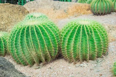 Cactus in the garden. Stock Photos