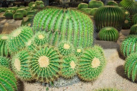 Cactus in the garden. Stock Photos