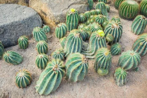 Cactus in the garden. Stock Photos