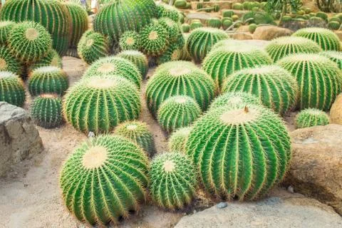 Cactus in the garden. Stock Photos