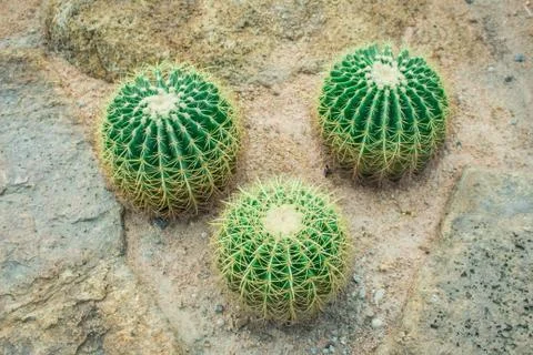 Cactus in the garden. Stock Photos