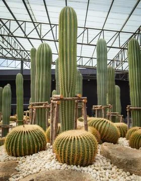 Cactus in the garden Stock Photos