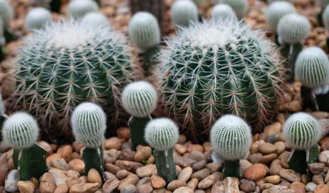 Cactus in the garden Stock Photos