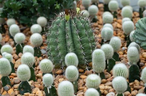 Cactus in the garden Stock Photos