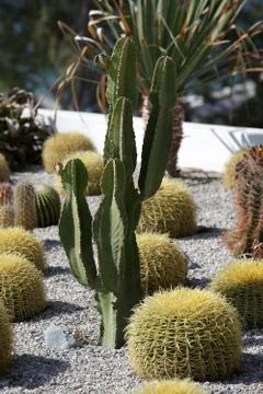 Cactus garden Stock Photos