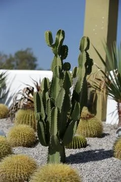 Cactus garden Stock Photos
