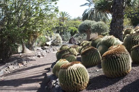 Cactus garden Stock-Fotos