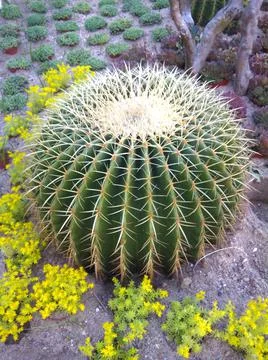 Cactus in the garden Stock Photos