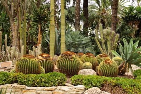 Cactus garden Stock Photos