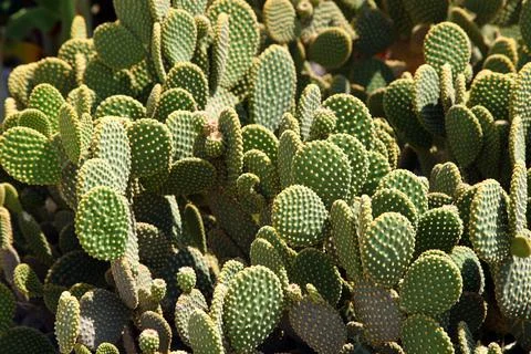 Cactus at the garden 스톡 사진