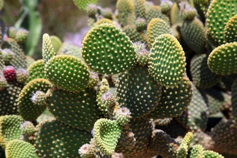 Cactus at the garden Stock Photos