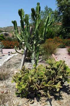 Cactus at the garden Stockfoto's